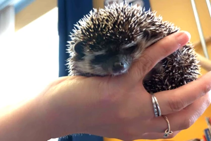 Süni a tanteremben – különleges állatbarát élmény a 3.b osztályban